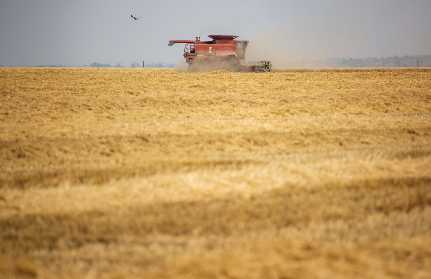 A rough year for barley